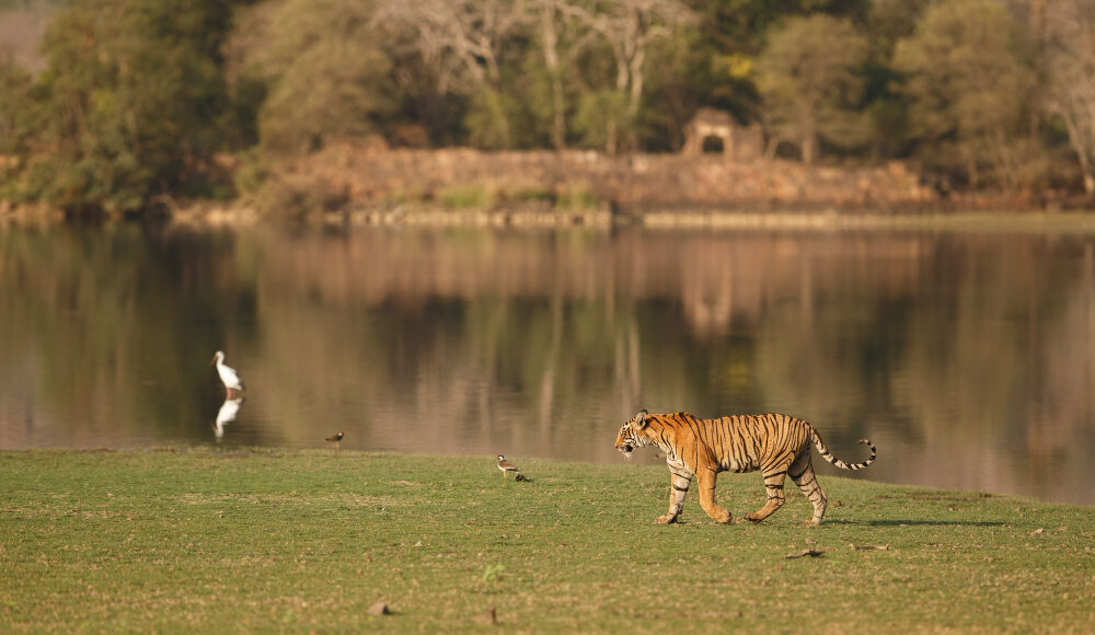 bardiya national park