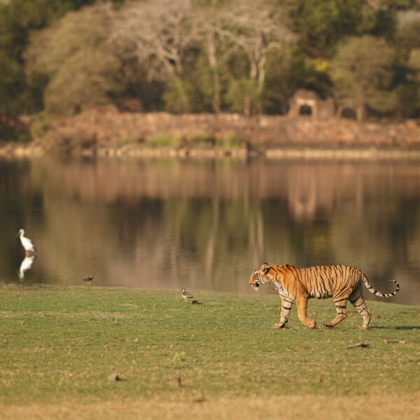 bardiya national park