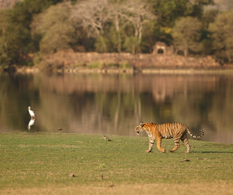 bardiya national park