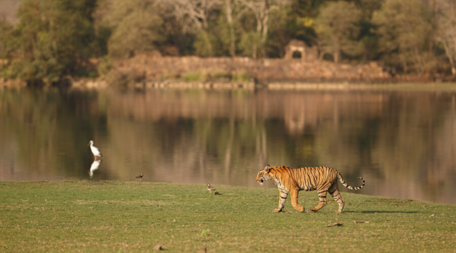 bardiya national park