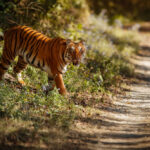 bengal tiger