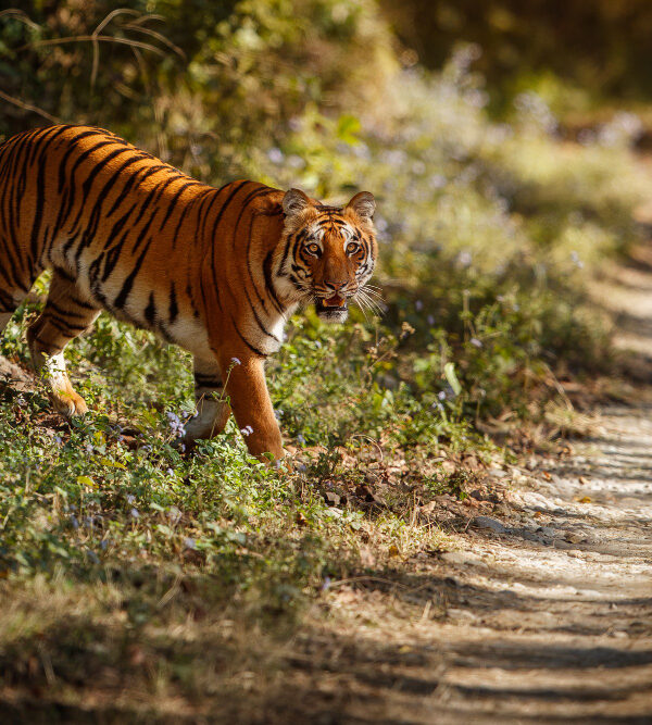 bengal tiger