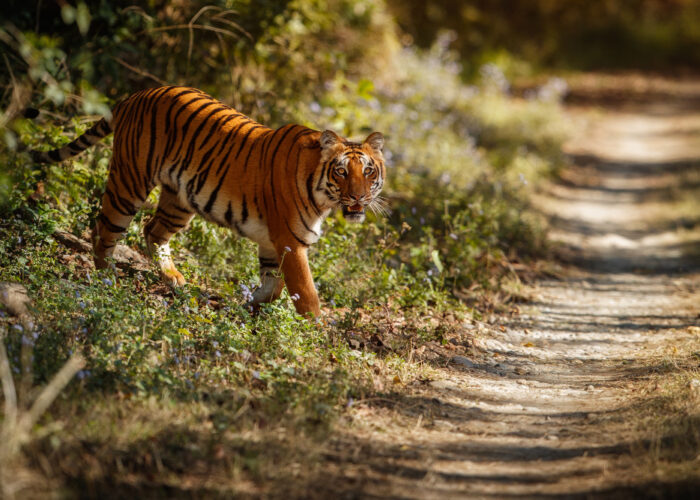 bengal tiger