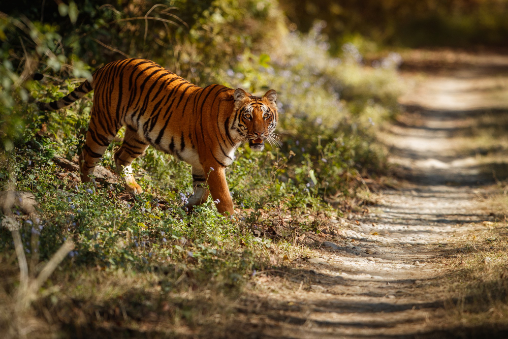 bengal tiger