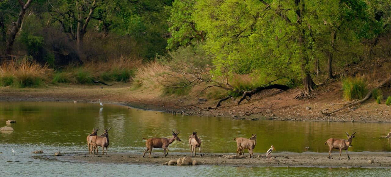 chitwan jungle safari