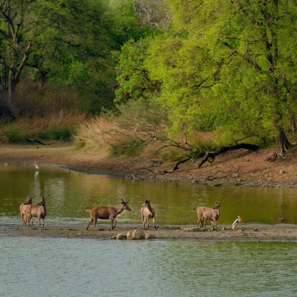chitwan jungle safari