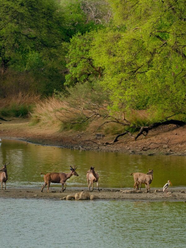 chitwan jungle safari