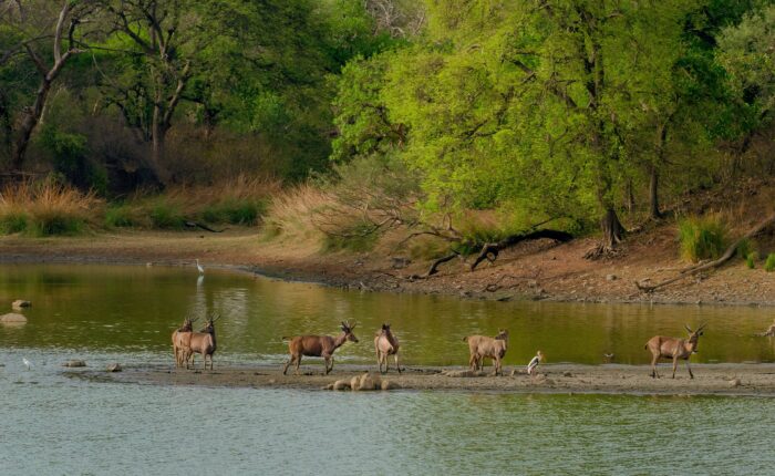 chitwan jungle safari