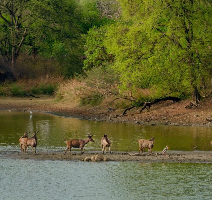 chitwan jungle safari