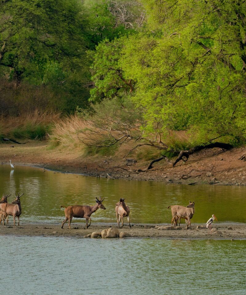 chitwan jungle safari