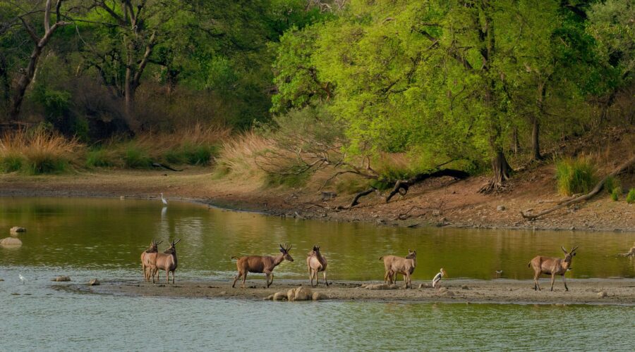 chitwan jungle safari